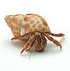 Hermit Crab's Avatar